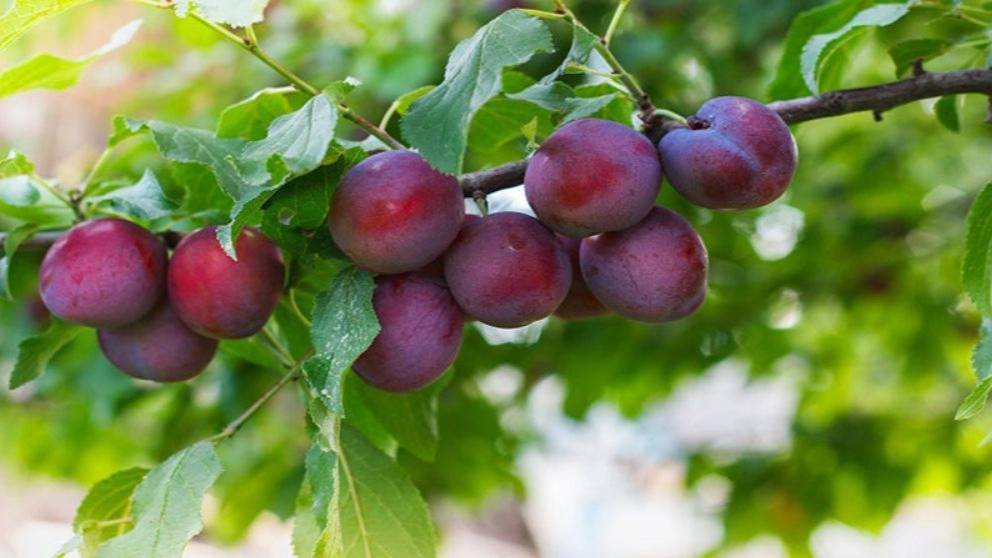 میوه خشک آلو خاکی میوه خشک آلو خاکی